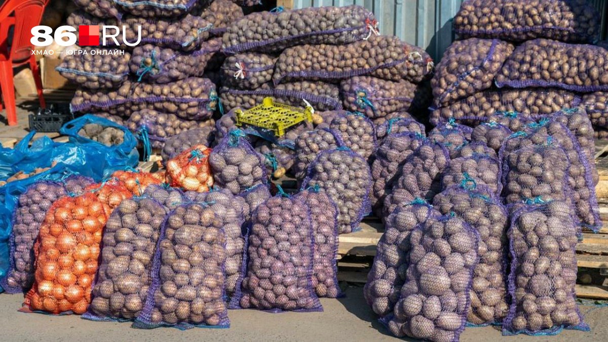 Еще раз и нам конец Из за рекордного импорта картофеля российские фермеры оказались на грани разорения Ввоз продукции из Китая и Египта поставил под угрозу будущее отрасли в стране отечественные производители продают урожай вдвое дешевле себестоимости 86 ru text economics 2025 11 15 76121306