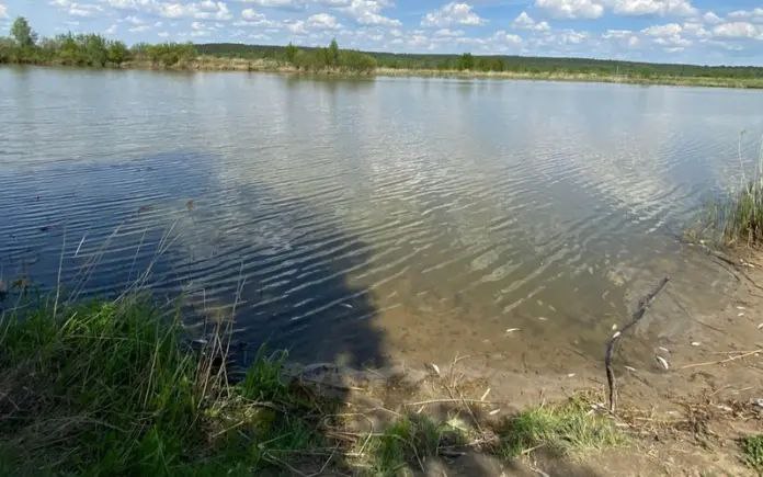Специалисты Росприроднадзора по Нижегородской области и Мордовии выясняют причины гибели рыбы в реке Алатырь. О происшествии неподалеку от поселка Тургенево им 17 мая сообщил один из местных жителей. “Совместно со специалистами лаборатории ФГБУ “ЦЛАТИ по ПФО” проведено обследование акватории, береговой полосы реки и прилегающей территории, произведены необходимые отборы проб”, — рассказали в пресс-службе ведомства. Также пробы воды были взяты в реках Инсар и Татар-Венелей, которые впадают в Алатырь выше по течению от поселка. Будет проверена и вода рядом со спиртзаводом.