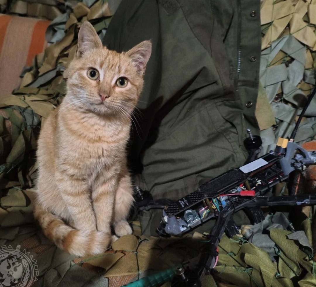 В России предложили учредить День фронтового кота Новый праздник в честь четвероногих домашних любимцев предложила ввести депутат законодательного собрания Челябинской области Ольга Мухометьярова «В зоне СВО кошки играют большую роль, борются с грызунами, положительно влияют на психологическое состояние бойцов», — объяснила она. Сенатор Олег Цепкин заявил, что предложение депутата уже рассматривается