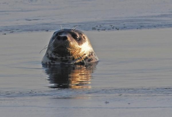 Ветеринары выехали на помощь раненому тюленю в мурманское село Териберка Животное обнаружили на берегу моря в воскресенье недалеко от населённого пункта Предположительно на морское млекопитающее напали собаки Как заявили в министерстве природы хотя внешне тюлень кажется достаточно крепким и упитанным любая тревога и стресс могут значительно ухудшить его состояние Подписаться на Говорит Москва Telegram VK MAX