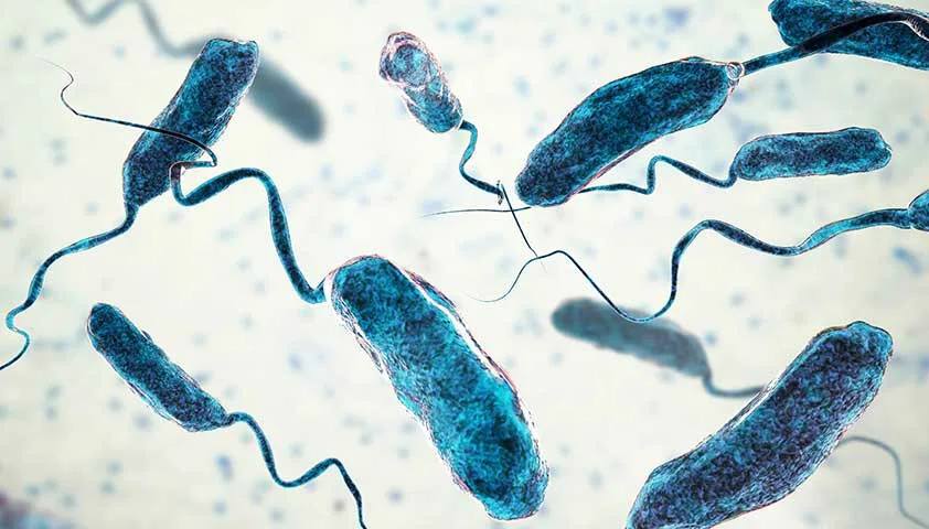 В Турции предупредили об опасной бактерии Vibrio в морской воде, вызывающей холеру. Бактерии рода Vibrio, ранее обнаруженные в Балтийском и Северном морях, теперь фиксируются и у турецких берегов — в Мраморном, Эгейском и Средиземном морях, об этом пишет CNN Turk. В зону риска попадают те, кто заходит в море с открытыми ранами — через них бактерии могут попасть в кровь и вызвать смертельные инфекции, такие как некротический фасциит. Также опасны сырые морепродукты — особенно устрицы: они могут вызвать интоксикацию, рвоту и даже сепсис у людей с ослабленным иммунитетом. «Бактерии Vibrio размножаются в тёплой и солёной воде. В частности, проглатывание загрязнённой морской воды Vibrio cholerae может вызвать холеру — с сильной диареей и потерей жидкости. Хотя случаи холеры в Турции редки, риск не равен нулю», — заявил доктор стамбульской больницы Угур Аферин. Врачи советуют: — не заходить в море с открытыми ранами — не задерживаться в мокром купальнике т.к. длительное пребывание провоцирует инфекции мочевыводящих путей. — не есть сырые морепродукты — и обязательно принимать душ после моря