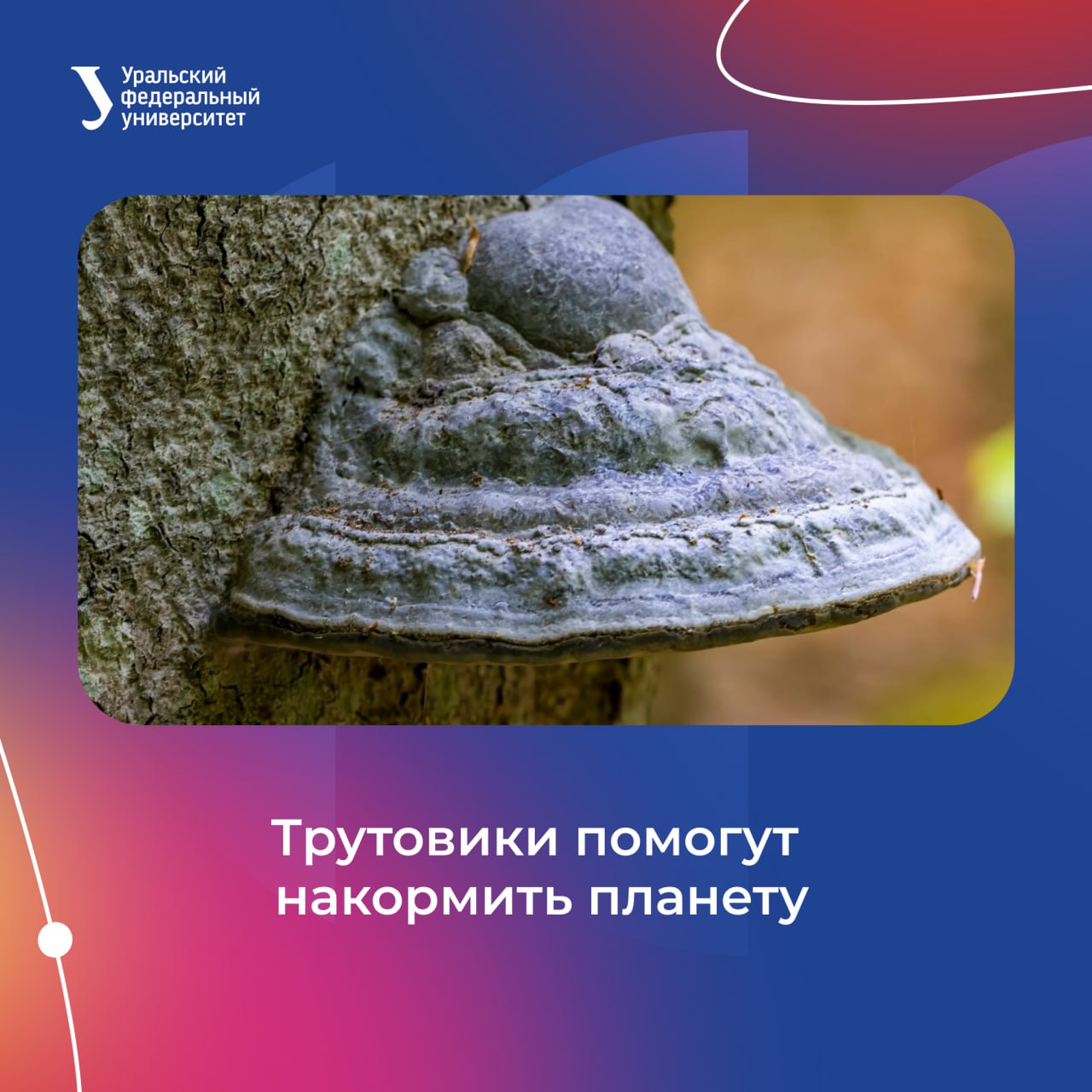 Грибные стимуляторы роста помогут прокормить планету Биологи УрФУ выяснили что трутовые грибы могут стимулировать рост сельскохозяйственных растений Опыты с пшеницей показали что с добавками из трутовых грибов семена всходят лучше и растение растут активнее В частности рост корней увеличился на 12 150 Мы с коллегами получили биопрепараты на основе пяти трутовых грибов наиболее распространенных на Урале и в целом в Средней полосе России Все экстракты из этих грибов содержат биологически активные вещества фенольные соединения аминокислоты восстанавливающие сахара поэтому их можно рекомендовать для проращивания семян и создания биопрепаратов для стимуляции роста растений рассказывает соавтор работы заведующий лабораторией молекулярной и клеточной биотехнологии УрФУ Александр Ермошин Биопрепараты это средства на основе природных компонентов бактерий грибов вытяжек из растений поэтому они безопасны для окружающей среды и здоровья человека Метод создания грибных биопрепаратов ученые планируют запатентовать Работу биологов УрФУ поддержал РНФ Исследования в вузе проводятся при поддержке Минобрнауки России в рамках Десятилетия науки и технологий