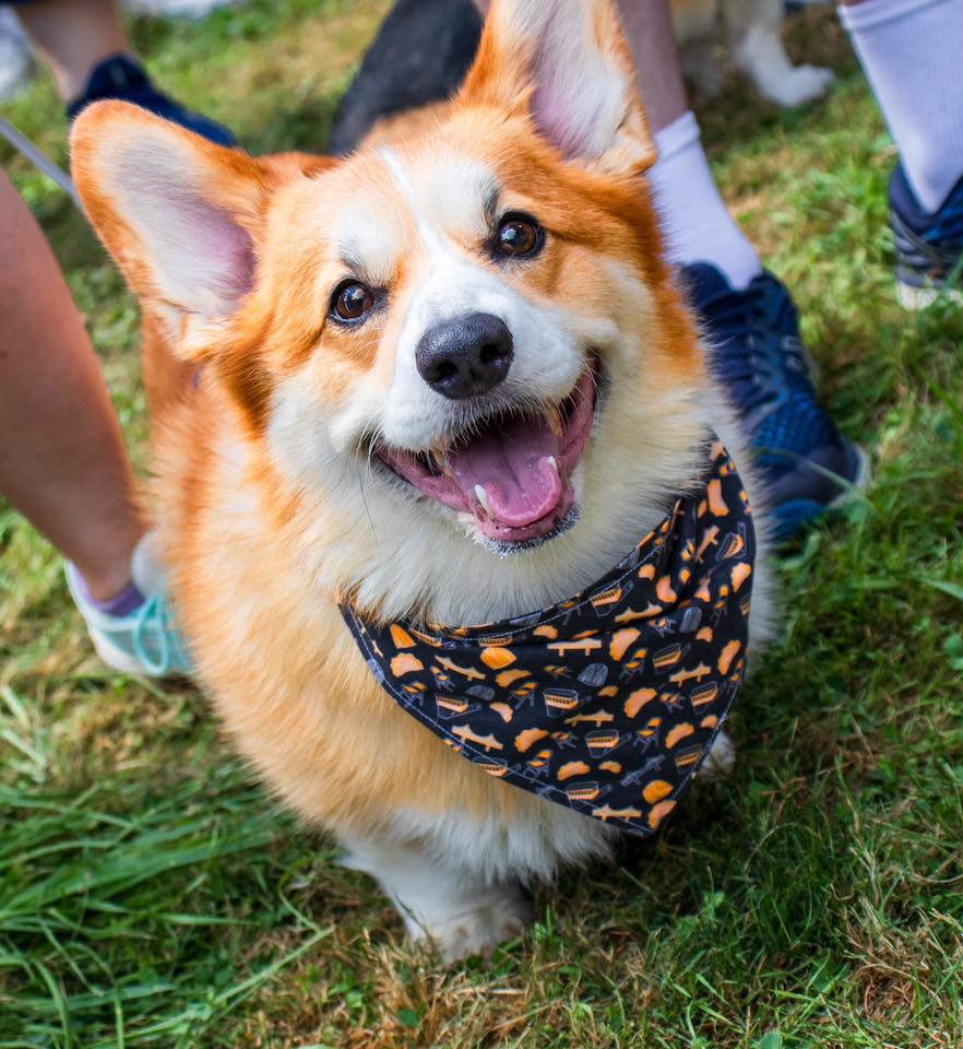 Фестиваль Dog Fest 30 августа с 12 00 до 15 00 до на задней парковке ТРК Лето состоится Dog Fest праздник четвероногих друзей Pet friendly фестиваль где собаки и их хозяева здорово проводят время играют учатся соревнуются посещают лекции экспертов и задают вопросы специалистам Пулковское шоссе 25к1 Вход свободный Подписаться Куда сходить в Петербурге
