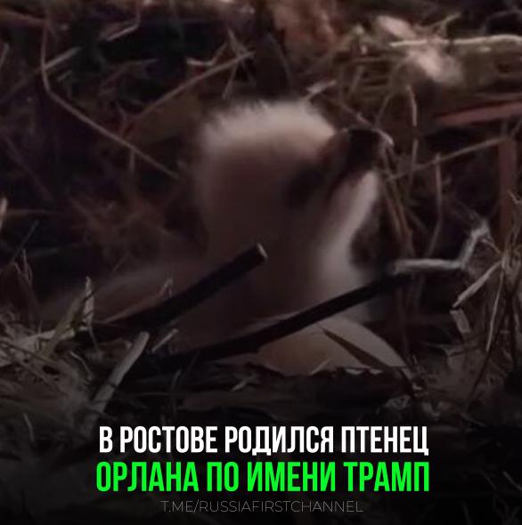 В ростовском парке “Малинки” родился птенец орлана В ростовском парке “Малинки” случилось радостное событие! Птенец орлана, родившийся здесь, оказался самцом, и ему дали имя Трамп! Об этом сообщила директор парка Элеонора Моргунова. И вот, сегодня, Трамп совершил свой первый самостоятельный вылет из гнезда, ознаменовав начало взрослой жизни. Несмотря на то, что Трампу уже почти три месяца, родители орланы Лариса и Валера продолжают заботиться о нем и защищать. Элеонора Моргунова рассказала, что сейчас у Трампа чёрное оперение, которое сохранится до 4 лет, а затем он станет похож на своих родителей. Желаем Трампу успешной и долгой жизни в ростовском парке “Малинки”! РОССИЯ Чат