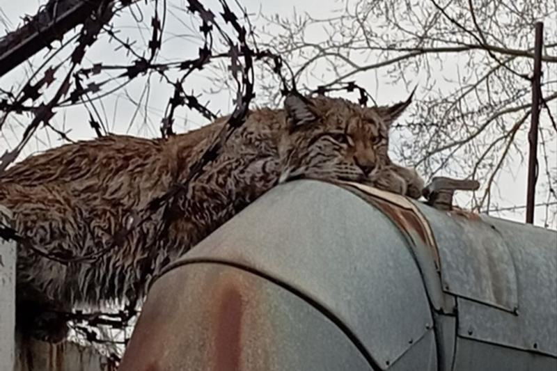 Рысь немножко замерзла и пришла погреться на теплотрассу в промзоне Челябинска Хищница расположилась недалеко от микрорайона Чурилово спокойно лежала на заборе грея лапки на трубах теплотрассы Очевидцы обеспокоенные возможной травмой животного вызвали спасателей Специалисты прибывшие на место не обнаружили признаков ранения у рыси При приближении охотинспектора хищник с легкостью спрыгнул за обратную сторону забора и скрылся сообщили в минэкологии Эксперты предполагают что животное могло содержаться в домашних условиях так как оно спокойно реагировало на людей а рядом были найдены куриные кости Напомним что приближаться к диким животным опасно нельзя кормить и гладить их а в случае угрозы звонить по телефону 112 Сергей Мальцев Минэкологии Рысь в промзоне Челябинска EanNews