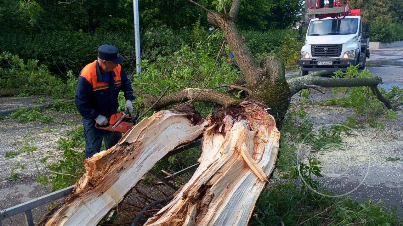 13 деревьев упало в Липецке за прошедшие сутки «Падение деревьев произошло по адресам: ул. Интернациональная, Военный городок, ул. Коммунальная, ул. Липовская, ул. Толстого, ул. Водопьянова, пл. Мира, ул. Вавилова, ул. Московская, пл. Константинова, ул. Ангарская, ул. Горького», — сообщили в администрации. Никто не пострадал. Спасатели убрали завалы.