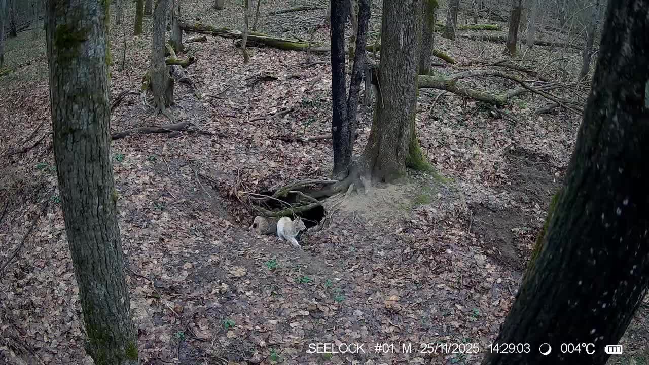 В заповеднике Калужские засеки зафиксированы рысь и её котята