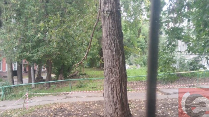 Угрожающий жизни людей тополь отказались снести в Новосибирске В Новосибирске жильцам дома Дуси Ковальчук 408 с начала сентября обещают снести наклонившийся тополь который уже несколько лет вызывает беспокойство у сибиряков По словам Владимира одного из собственников квартир 17 сентября дерево должны были снести Однако нанятый управляющей компанией НЖК подрядчик отказался это сделать объяснив это тем что тополь слишком высокий Журналист Прецедента связался с представителем УК НЖК но вразумительного ответа не получил Я не могу комментировать С подрядчиком мы связывались Почему я должна называть причину его отказа Я знаю эту причину жильцы знают Выносить сор из избы я не горю желанием сказала представитель УК Напомним что в Новосибирске с 21 по 25 августа на улице Дуси Ковальчук 408 проводились работы по замене труб теплоснабжения Во время них повредили и без того дряхлый тополь Жильцы дома начали бить тревогу написав обращения в прокуратуру Мы боимся что скоро осень и неизвестно как погода разбушуется вдруг тополь упадет окна в доме выбьет да еще и люди пострадают Больше 10 лет мы боремся за снос дерева но никому дела нет В управляющей компании говорят что ни одного обращения о сносе не получали хотя мы всем домом жалуемся сколько лет рассказал тогда Владимир Журналист Прецедента запросил информацию в УК НЖК о подрядной организации отказавшейся спиливать дерево а также мерах которые будут предприняты для решения проблемы Материал будет дополнен как только редакция получит ответ Весь материал читайте здесь