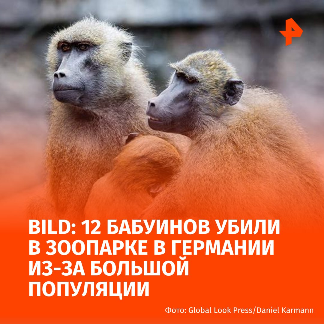 Сотрудники зоопарка в Германии убили 12 обезьян из-за переполненности вольеров, сообщает газета Bild.  "Зоопарк подтвердил убийство 12 бабуинов и объявил, что "сократил численность группы гвинейских бабуинов на двенадцать особей. Вольер рассчитан всего на 25 животных, однако недавно популяция выросла до более чем 40", — говорится в публикации.  Отмечается, что ранее нюрнбергский зоопарк был закрыт по "техническим причинам". Активисты были уверены, что причиной было намерение скрыть от публики факт убийства животных. Около 20 человек пытались перебраться на территорию зоопарка, но большинство были задержаны службой безопасности.  Дополняется, что ранее руководство зоопарка пыталось сократить численность бабуинов путём передачи их другим зоопаркам, но подобная мера не увенчалась успехом.      МАХ  Отправить новость