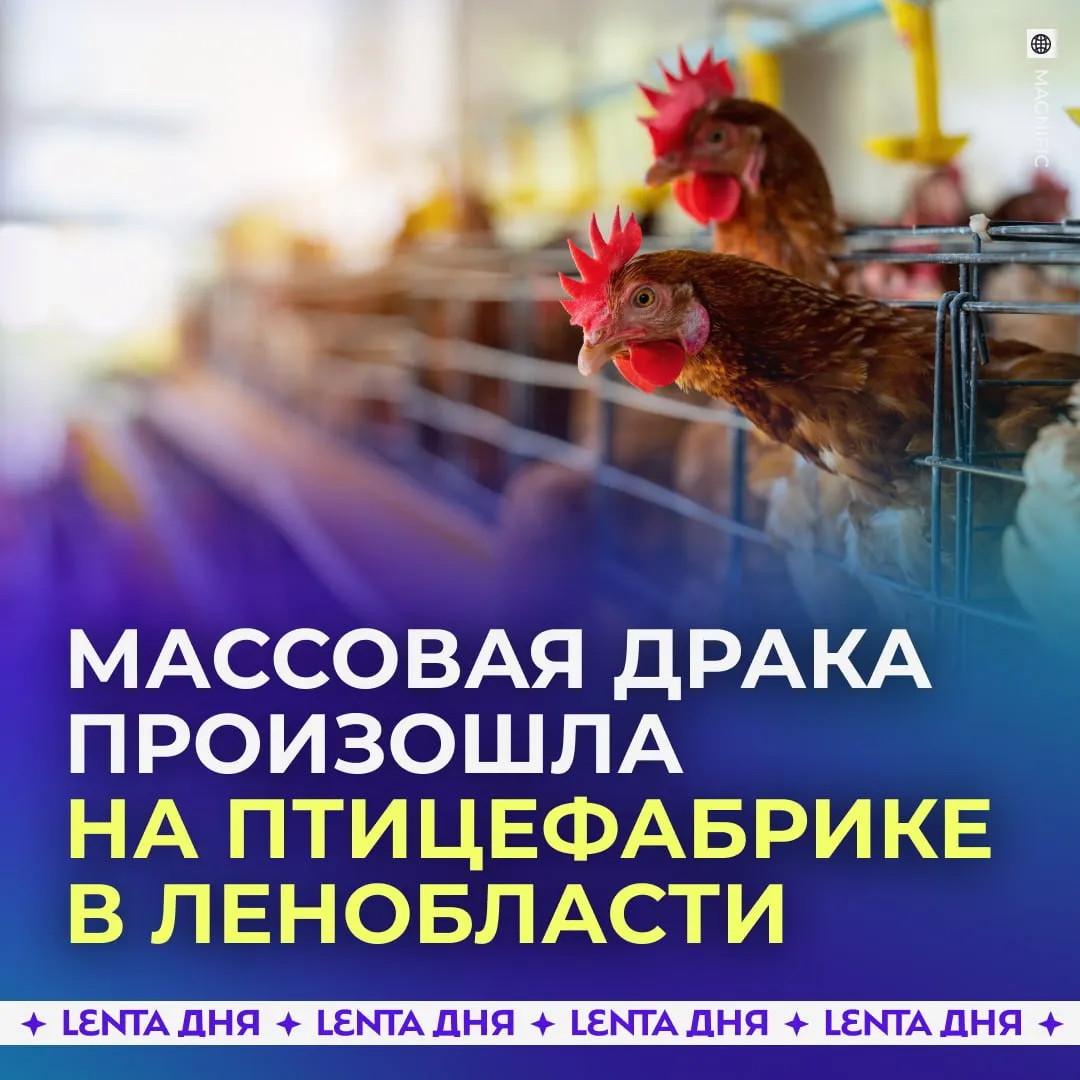 21 человек пострадал из за массовой драки на птицефабрике По предварительным данным ночью конфликт произошёл между сотрудниками предприятия Синявинская в Ленобласти Один из пострадавших находится в тяжёлом состоянии Семерых человек госпитализировали ещё 14 получили помощь на месте Подпишись на Ленту дня в МАКС