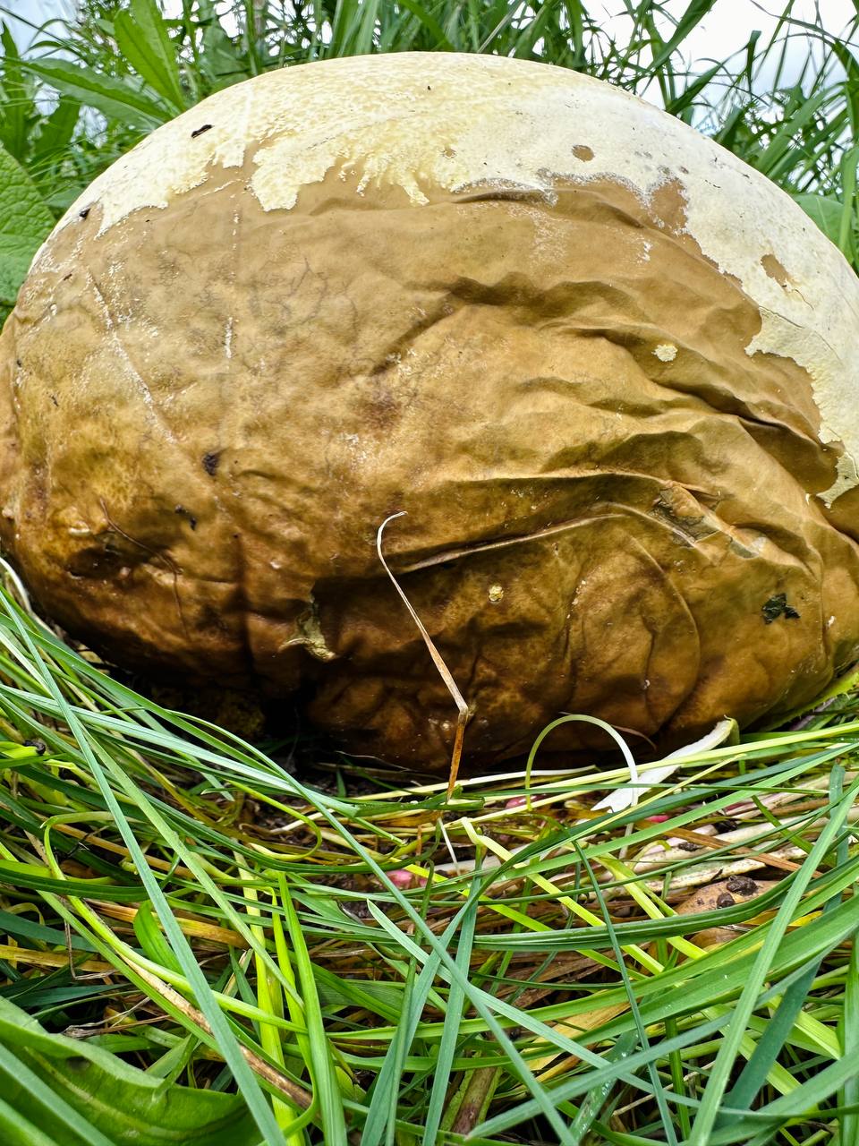 В Быстринском природном парке Камчатки обнаружен гигантский гриб головач Calvatia gigantea Это гриб рекордсмен диаметром до 80 сантиметров и весом в несколько кило ранее не встречавшийся в этом районе Специалисты Вулканов Камчатки зафиксировали находку во время экспедиции Гриб напоминающий белый футбольный мяч способен вырасти до максимальных размеров всего за неделю а исторические данные сообщают об экземплярах до 23 кило Подписаться Предложка Чат
