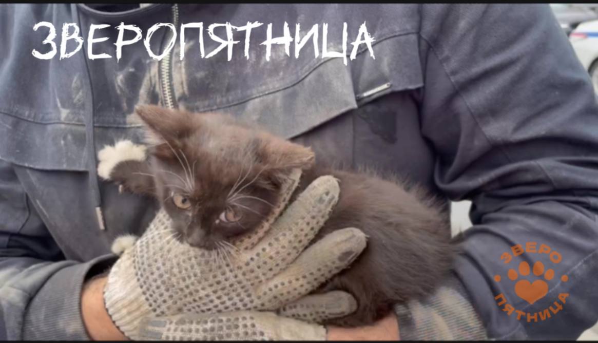 Котёнок остановил движение на Невском проспекте — испуганный малыш сначала выбежал на дорогу, а потом спрятался под одной из машин. К спасению животного сразу же подключились водители и прохожие. В итоге операция «достать кота из-под машины» закончилась успешно и под аплодисменты. По словам нашей читательницы, животное забрал к себе водитель «Ягуара» — именно под этим авто прятался котёнок. Имя ему тоже выбрали вместе — теперь малыша зовут Невский. ЗвероПятница — проект «Фонтанки» о животных