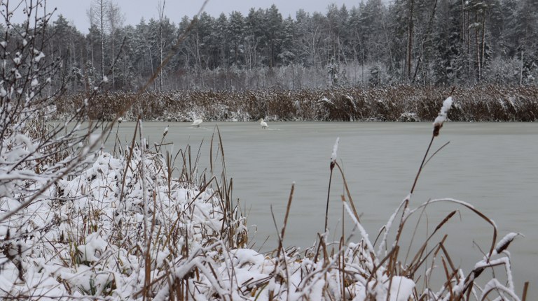 Пара лебедей осталась в заповеднике Брянский лес на зиму guberniya tv obshhestvo 323223 В заповеднике Брянский лес наступила настоящая зима и белые лебеди постепенно привыкают к снегу и льду Орнитологи отмечают что птицы могут не улетать если в пруду будет достаточно корма и вода останется незамерзшей ƃℾ подписаться прислать новость