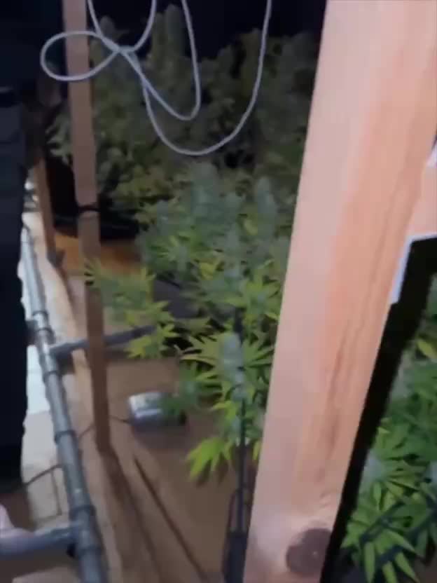 В Петергофе задержаны агрономы с коноплей вместо помидоров