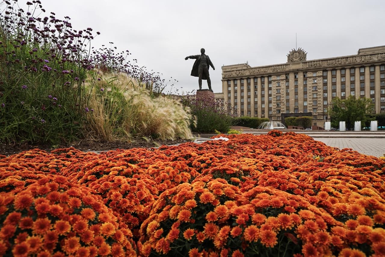 Петербург становится красивым по осеннему В городе высадили хризантему мультифлору Цветы должны будет простоять до самых заморозков и радовать нас своими яркими оттенками