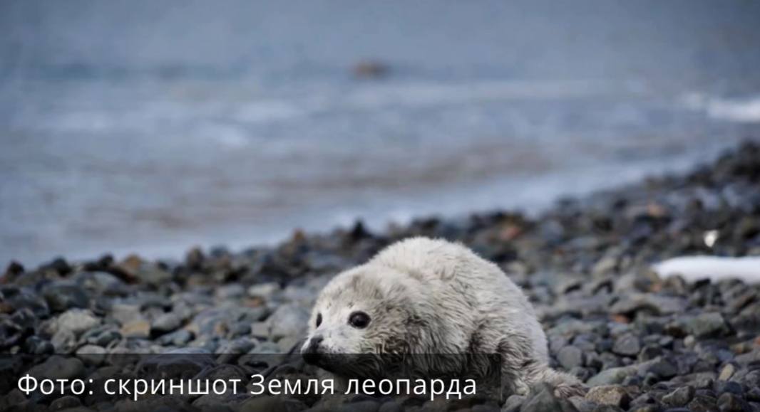 Рождение первых бельков зафиксировали в Приморском крае Появление первых детёнышей пятнистых нерп зафиксировали в Дальневосточном морском заповеднике Зимний сезон традиционно превратил острова архипелага Римского Корсакова в заливе Петра Великого в настоящий роддом для ларг Здесь эти морские млекопитающие выводят потомство прямо на берегу а не на льду как в других районах обитания Рождение детёнышей у ларг растянуто во времени Сезон начался уже сейчас и продлится несколько месяцев Самый активный период ожидается во второй половине февраля когда на свет появится основная часть малышей Завершится сезон размножения ближе к началу апреля тогда родятся последние детёныши этого года отмечают специалисты PRIMPRESS в MAX ДЗЕН ЧАТ БОТ