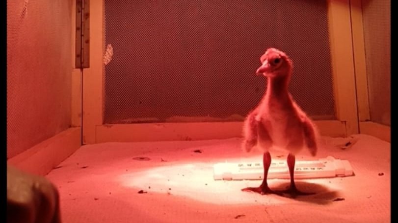 Птенцы вылупились из недавно привезенных из Якутии яиц диких стерхов, сообщили в группе Окского заповедника в «ВКонтакте». Стершата появились на свет в стационарном инкубаторе, затем их переселили в специально оборудованный птенцовый комплекс. Екатерина Руяткина, сотрудник Питомника редких видов журавлей: «Заботы о птенцах начинаются в 6 часов утра первым кормлением, а заканчиваются около 22 часов после последнего. Кормление стершонка – дело непростое. Надо, не испугав малыша своими далеко не птичьими размерами, терпеливо предлагать ему кусочек корма, покачивая им перед клювом, и скормить всего около 20 кусочков рыбы, варёного яйца или творожных шариков. При этом находиться на уровне 10-сантиметрового подопечного, то есть стоять на корточках, коленях или еще ниже». Птенцы получили имена по названиям якутских рек: Анюй, Моркока, Олёкма, Дулгулах, Тимптон. Фото Екатерины Руяткиной