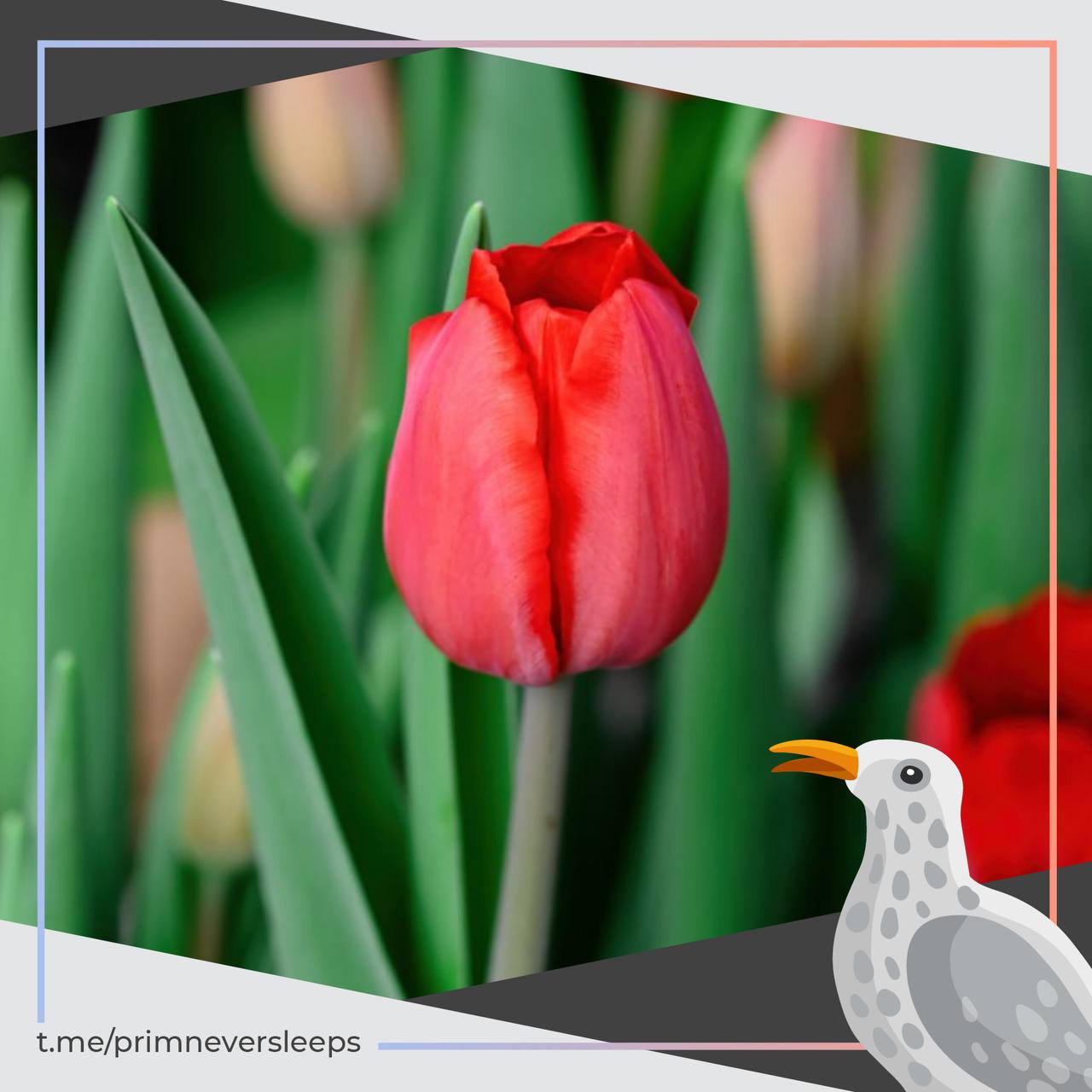 Ботанический сад институт ДВО РАН приглашает на обзорную экскурсию по выставке Обгоняя весну Во Владивостоке в оранжерее уже расцвели десятки растений которые создают атмосферу настоящего весеннего сада Гостей ждут тюльпаны и нарциссы а также нежные мелколуковичные растения крокусы мускари хионодоксы галантусы гиацинты и ботанические тюльпаны Дополняют экспозицию яркие азалии камелии антуриумы бромелии и орхидеи Экскурсия работает до 9 марта Улица Маковского 142 Стоимость экскурсии до 600 рублей Автор главред Рубрика подслушановприморье Приморье не спит в MAX