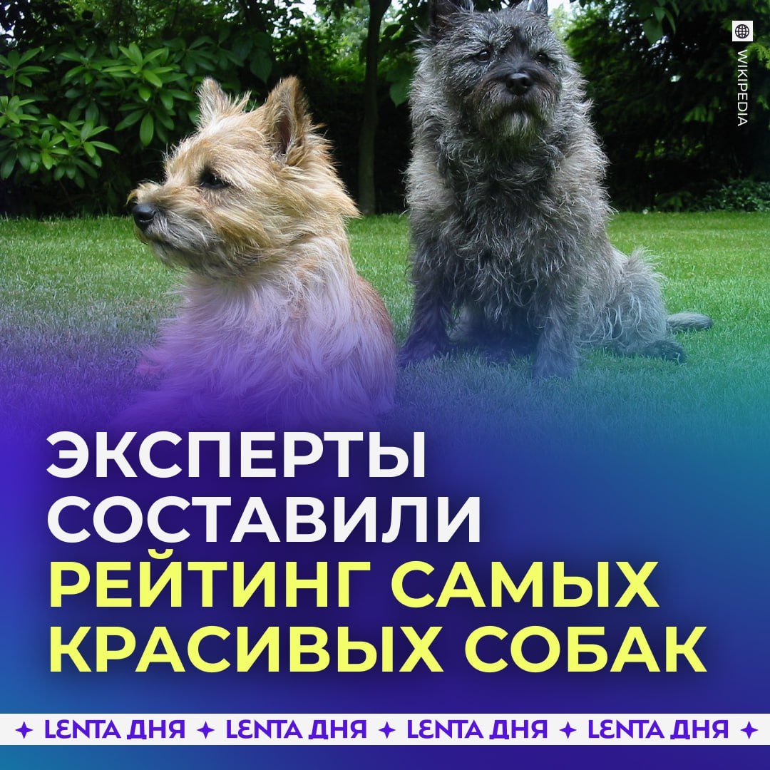 Самой красивой собакой назвали шотландского керн-терьера.   Эксперты использовали правило золотого сечения и составили рейтинг. Шотландский керн-терьер набрал 88,7%. За ним следуют вест-хайленд-уайт-терьер  87,5%  и бордер-колли  86,7% .   В пятёрку лучших также попали родезийский риджбек и вельштерьер. Наименее привлекательными оказались ши-тцу, французский бульдог и ротвейлер.