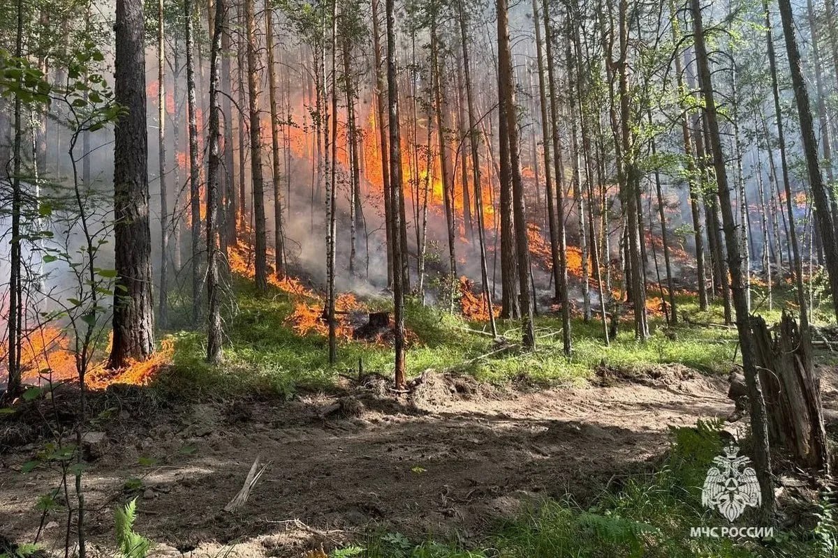 Средний класс пожарной опасности прогнозируется в Башкирии. Спутники зафиксировали уже 275 подозрительных точек на площади более 6 тысяч гектаров. Для сравнения: в прошлом году в это же время их было меньше — 219 на 3,8 тысячи гектаров. С начала сезона в регионе зарегистрировано 10 возгораний, но за последние сутки новых не было. Из-за сухой погоды в Абзелиловском, Баймакском и Бурзянском районах до 6 июля действует запрет на посещение лесов. Штрафы: для граждан — до 50 тысяч, для организаций — до миллиона. Исключение — только для тех, кто работает в лесу по договору. Подпишись на «Короче, Стерлитамак»