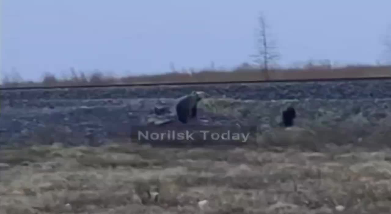 В Красноярском крае увеличилось количество встреч с медведями