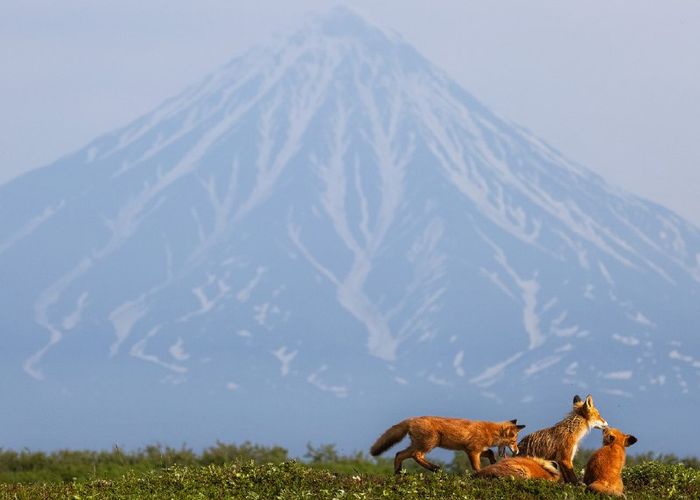 Фотовыставка Камчатка Рассказ в лисах открывается 6 февраля в Камчатском краевом художественном музее В экспозицию войдут фотографии созданные во время съёмок фильма Огненный лис