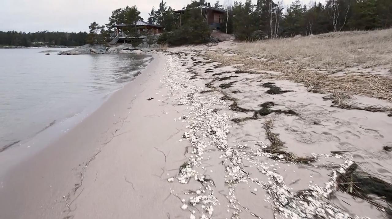 На берег Ханко в Финляндии из Балтийского моря вынесло странное белое вещество  Пляж у города Ханко в Финляндии на северном побережье Финского залива оказался засыпан странным белым веществом, внешне напоминающем град. О странных белых "градинах", которые вынесло из моря на берег, сообщили спасательные службы в воскресенье, 26 января, передаёт MTV Uutiset.  Дежурный начальник пожарной охраны Марко Даниэльссон призвал не трогать гранулы, так как они "могут вызвать раздражение кожи".  Специалист-исследователь Финского института окружающей среды Санна Суйкканен предположила, что это может быть парафин.  Фото: MTV Uutiset