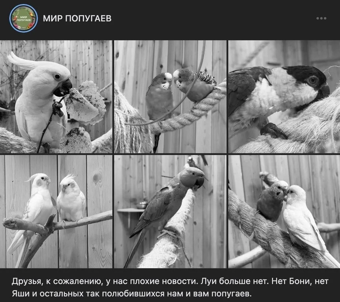 Десятки попугаев погибли в частном зоопарке в Ленобласти Как рассказали работники птиц кто то специально отравил газом через открытое окно Трагедия случилась днём 7 апреля Плохо стало даже людям по словам сотрудников они кашляли и задыхались некоторым понадобилась помощь врачей Всего в помещении находились 73 попугая погибли 33 пернатых за жизнь остальных борются ветеринары По словам владельца зоопарка атаку могли организовать конкуренты Следственный комитет уже возбудил уголовное дело по статье о хулиганстве federalpress   Мы в MAX