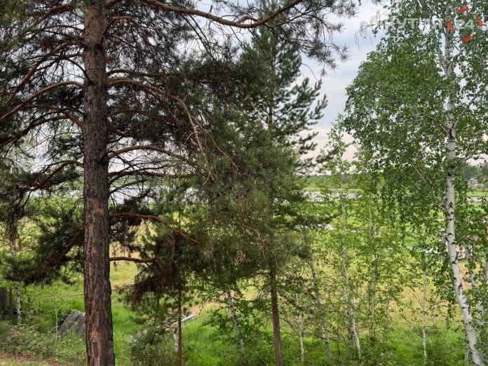 Три лесопитомника создадут на базе «Якутлесресурс»  Три лесопитомника общим количеством в 850 тыс. саженцев планируется создать в 2025 году на базе филиалов «Якутлесресурс» в Алданском и Сунтарском районах, также городском округе Якутске — селе Табага.  Создание лесопитомников позволит удешевить стоимость саженцев почти в два раза, так как посадки в регионе сейчас обеспечивают завозным материалом.