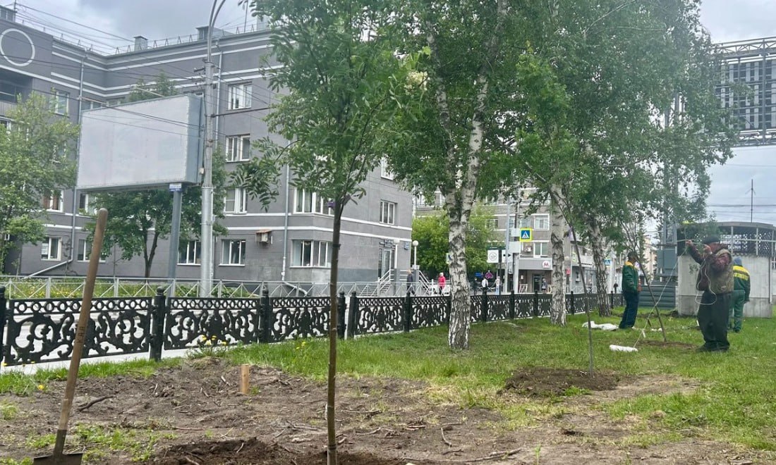 Рябины высаживают вдоль Красного проспекта в Новосибирске Саженцы высотой от 4 до 4,5 м привезли в специальных контейнерах, которые позволяют сохранять целостность корневой системы для лучшей приживаемости и устойчивости к внешним воздействиям. Об этом сообщили в мэрии областной столицы. Новые рябины высадили на участке от пересечения Красного проспекта и улицы Крылова и до пересечения проспекта с улицей Державина, частично заменив старый грунт. По словам директора МАУ «Горзеленхоз» Станислава Веремьева, всего для первого этапа озеленения бульвара было закуплено 212 полноразмерных саженцев рябины и 150 берёз. После укоренения специалисты закрепили каждое дерево растяжками, чтобы не допустить наклона и искривления ствола. Работы по озеленению бульвара будут продолжаться до пересечения Красного проспекта с улицей Ядринцевской. Всего посадят 812 деревьев и кустарников. Фото: пресс-служба мэрии Новосибирска Прислать новость