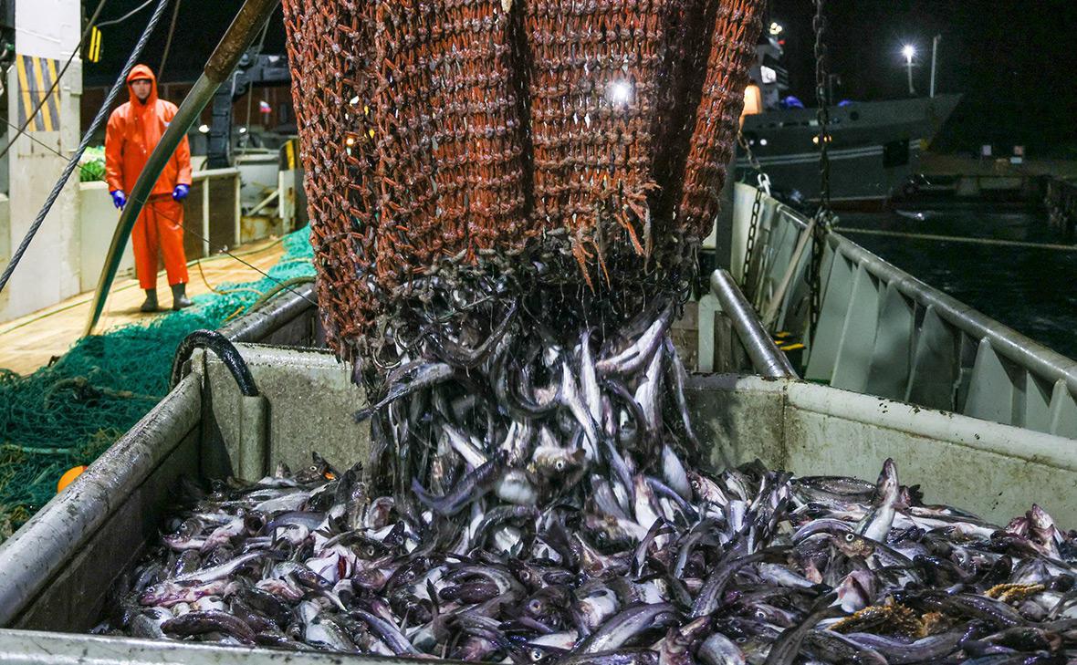 По итогам 2025 года минтай и сельдь сохранили статус самой популярной рыбы в России Доля россиян регулярно покупающих минтай выросла с 72 до 74 что позволило ему укрепиться на втором месте по потреблению уступая только традиционной сельди При этом продукт обладает почти абсолютной узнаваемостью о нём знают 92 потребителей Общий тренд однако показывает снижение популярности рыбы как категории доля её регулярных потребителей за год сократилась с 60 до 54