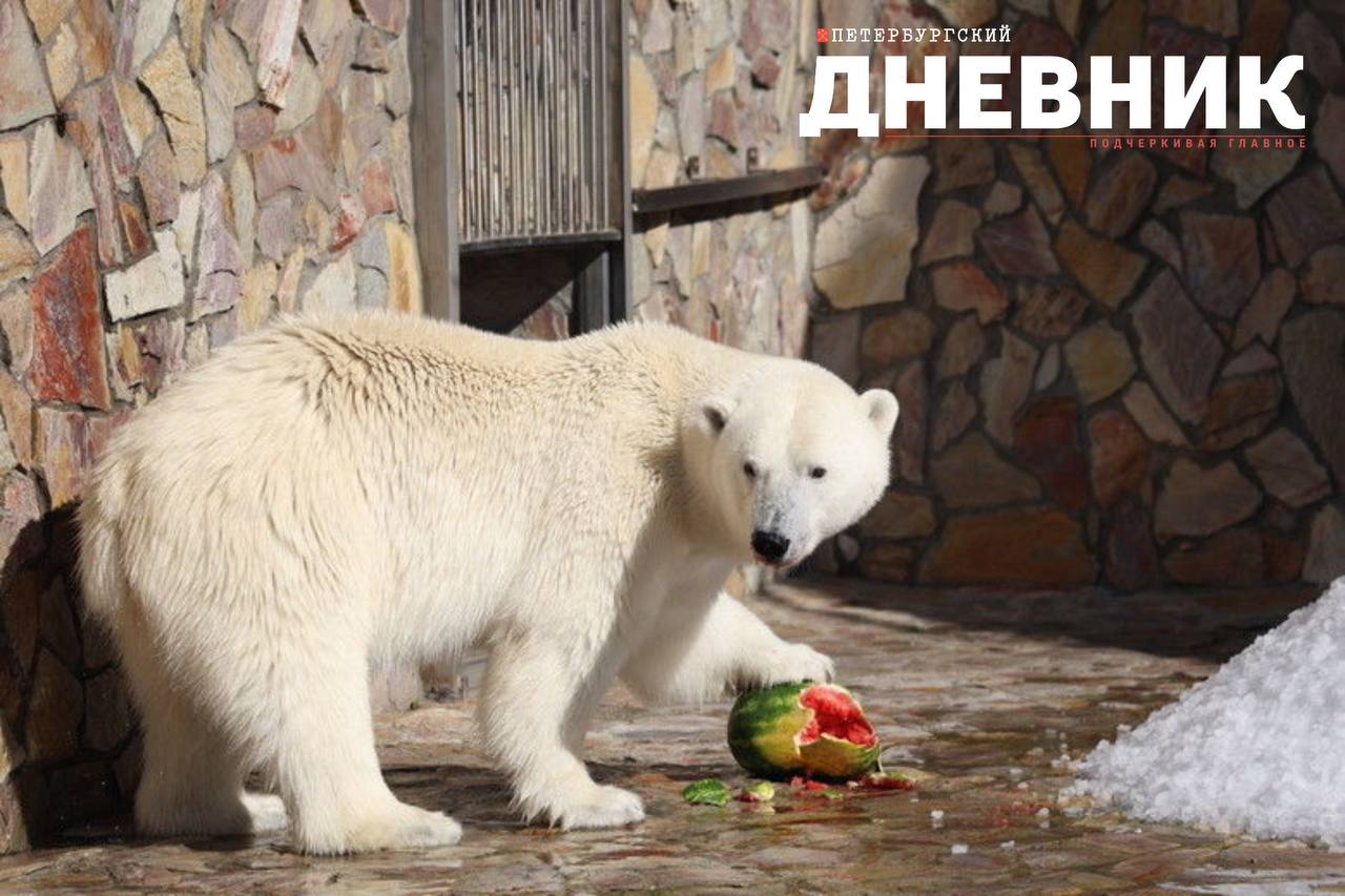 Вход в Ленинградский зоопарк 1 сентября для всех школьников будет бесплатным На этот день запланированы самые разные мероприятия Организаторы предусмотрели познавательную площадку маршрутную квест игру мастер классы от Российского движения детей и молодежи Движение первых конное шоу и так далее В пресс службе отметили что в случае дождя могут вноситься изменения Фото Олег Золото Петербургский дневник