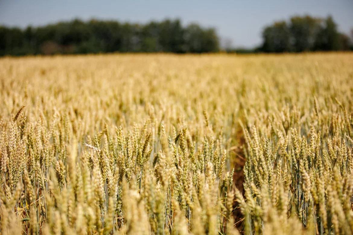 Минсельхоз РФ продлил кредиты для донских аграриев на 1 год Решение аграрного ведомства вступило в силу 12 ноября 2025 года Основанием для него стало введение на территории Ростовской области ЧС федерального уровня От возвратных заморозков и засухи в 2025 году пострадало около 1 млн га посевов в регионе АПК