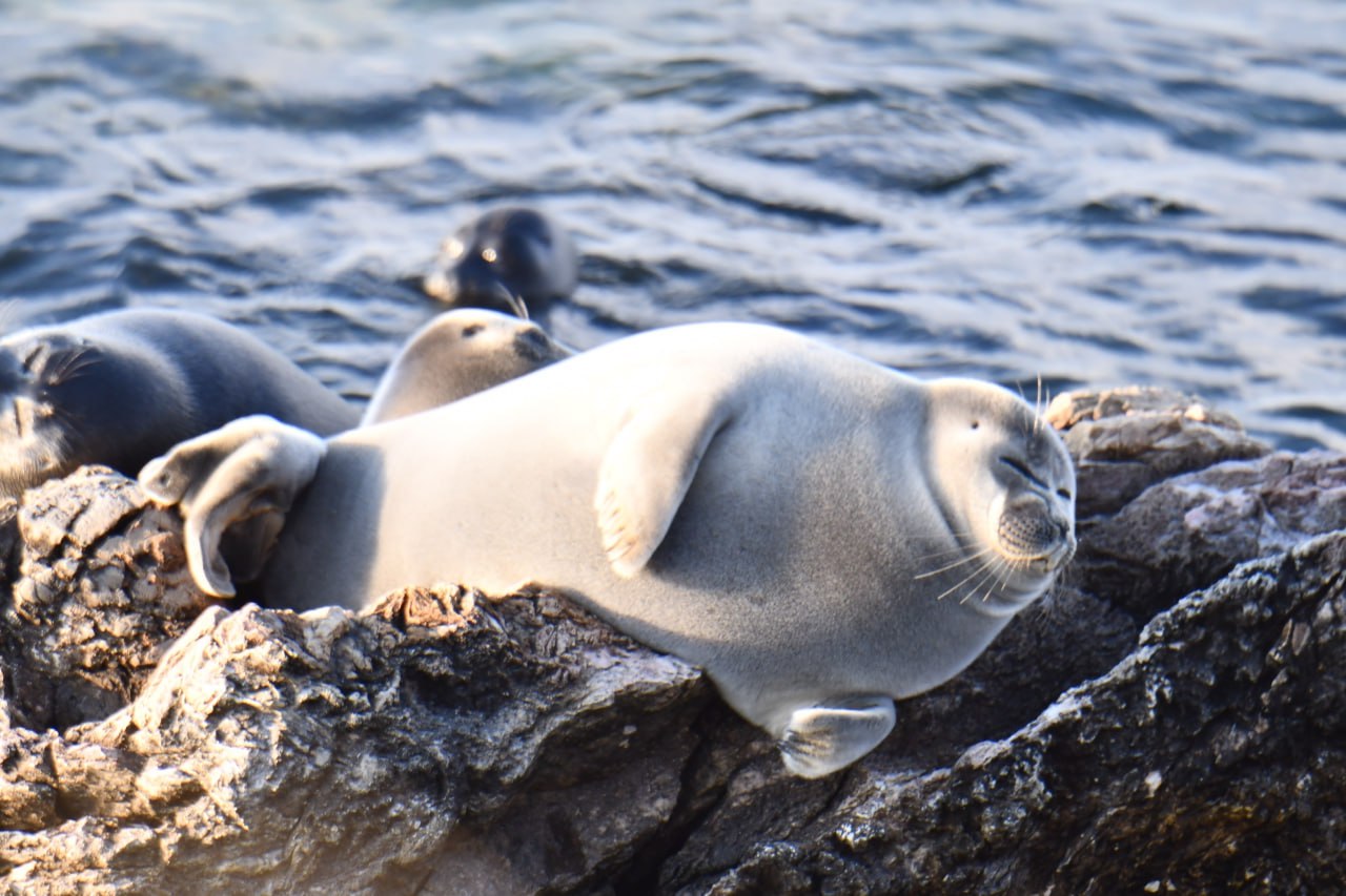 Байкальские нерпы привлекают туристов но боятся гостей К такому выводу пришли учёные института проблем экологии и эволюции им Северцова РАН и Заповедного Подлеморье Об этом сообщили ТАСС в фонде Озеро Байкал Специалисты проводили исследование на Ушканьих островах Результаты лягут в основу научного доклада по сохранению популяции байкальской нерпы при росте туризма Выяснилось что на животных уже есть негативное влияние В силу возросшего туристического потока на Байкале судов стало больше чаще происходят спугивания животных сообщили в фонде Поэтому учёные считают что пора разрабатывать правила наблюдения за животными Канал Ариг Ус в MAX