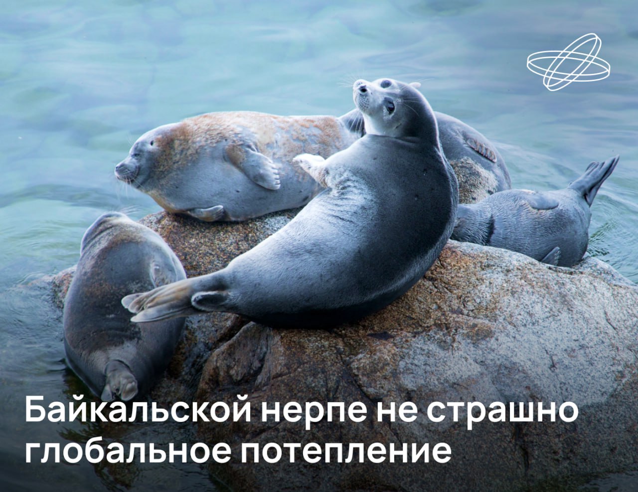 Глобальное потепление может затронуть озеро Байкал и проживающих в нём нерп Pusa sibirica создав угрозы для привычного цикла размножения и питания этих животных Однако специалисты уверены нерпа имеет хорошие шансы справиться с новыми экологическими вызовами В прошлом байкальская нерпа переживала периоды когда климат был значительно теплее чем сегодня напоминают учёные Байкальского музея СО РАН Экологическая гибкость позволила животным сохраниться и остаться единственным млекопитающим байкальской фауны Кроме того глобальное потепление и ускоренное таяние льдов несут с собой и позитивные моменты Например сокращение ледового периода уменьшает энергетическую стоимость зимовки нерп и сокращает объёмы необходимых запасов подкожного жира Одновременно с этим увеличивается продолжительность зажировки Подписывайтесь на Наука рф в MAX Десятилетиенауки