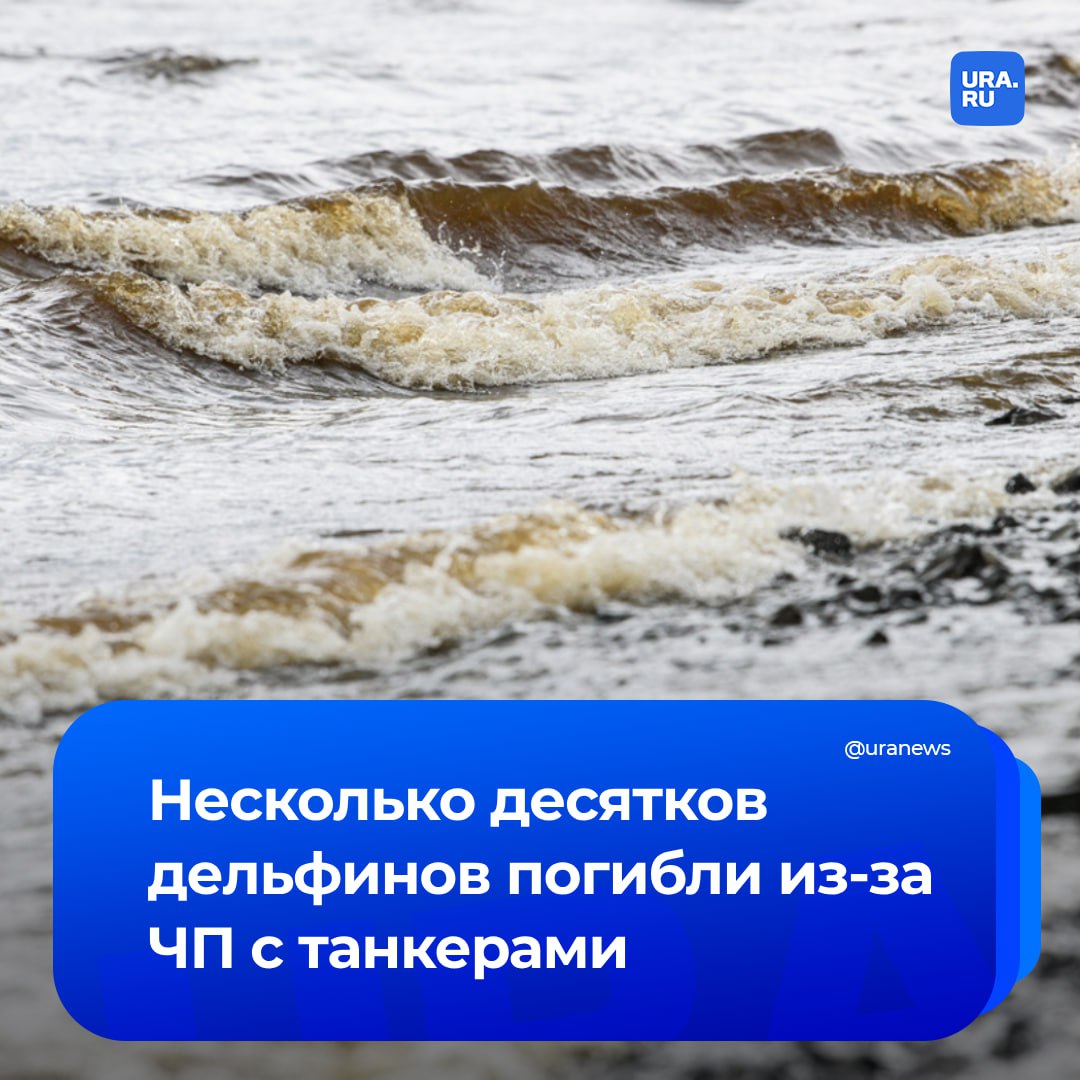 Не менее 32 дельфинов погибли после разлива мазута в Черном море, сообщил научно-экологический центр спасения дельфинов «Дельфа».  Сообщения о мертвых дельфинах приходят практически ежедневно. Эксперты считают, что большая часть китообразных погибла в первые 10 дней после ЧП с танкерами.   «Сейчас их продолжает выносить море. Пострадали, в основном, азовки, которые всегда являлись наиболее уязвимыми китообразными», —  сказано в публикации.