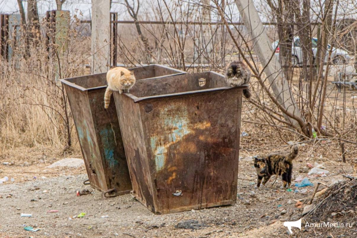 Мусорный картель выявлен в Хабаровском крае выводы УФАС подтвердил суд Суд подтвердил выводы УФАС по Хабаровскому краю о картельном сговоре между бывшим региональным оператором по обращению с ТКО ООО Хабавтотранс ДВ и компаниями транспортировщиками ООО Квант и ООО Норма Антимонопольная служба установила что оператор предоставлял этим компаниям информацию о торгах исключал других участников и создавал условия для их победы с целью поддержания цен Сумма торгов превысила 1 67 млрд рублей Попытка ООО Квант и ООО Норма оспорить решение УФАС в Арбитражном суде Хабаровского края и Шестом арбитражном апелляционном суде не увенчалась успехом суды признали выводы антимонопольного органа законными Материалы дела переданы в правоохранительные органы для решения вопроса о возбуждении уголовного дела   AmurMedia Прислать новость