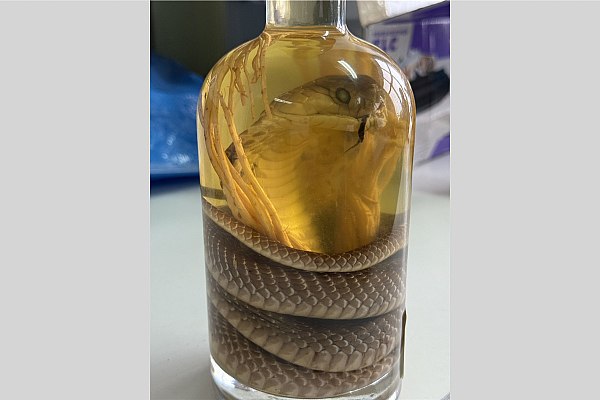 Змеиное вино обнаружили алтайские таможенники в багаже пассажирки из Вьетнама Напиток с редкой коброй обнаружили алтайские таможенники в багаже пассажирки прибывшей из Вьетнама Экзотический сувенир россиянка приобрела на одном из рынков Нячанга Об этом сообщает AVIA RU со ссылкой на данные пресс службы ФТС России Инспекторы остановили женщину в аэропорту Барнаула в ходе таможенного контроля В чемодане туристки они выявили стеклянную бутылку с надписью Змеиное вино В ней находилась заспиртованная змея и корень растения Экспертиза установила что рептилия в емкости является коброй моноклевой которая подпадает под действие Конвенции СИТЕС aviaru net n290694