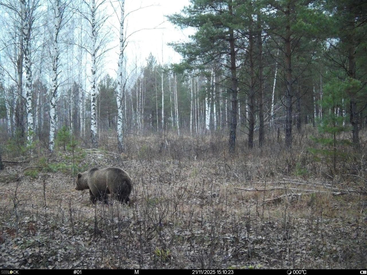 Одинокую прогулку медведя перед спячкой сняли в Керженском заповеднике Пока в регионе стоит относительно теплая погода медведи не спешат укладываться спать Обычно косолапые уходят в спячку к Новому году Самое позднее когда в заповеднике видели следы медведя это 21 декабря Длится спячка до конца марта начала апреля Перед отдыхом хищнику нужно основательно подготовиться накопить достаточное количество жира и найти берлогу в которой он будет зимовать Читать новости без интернета