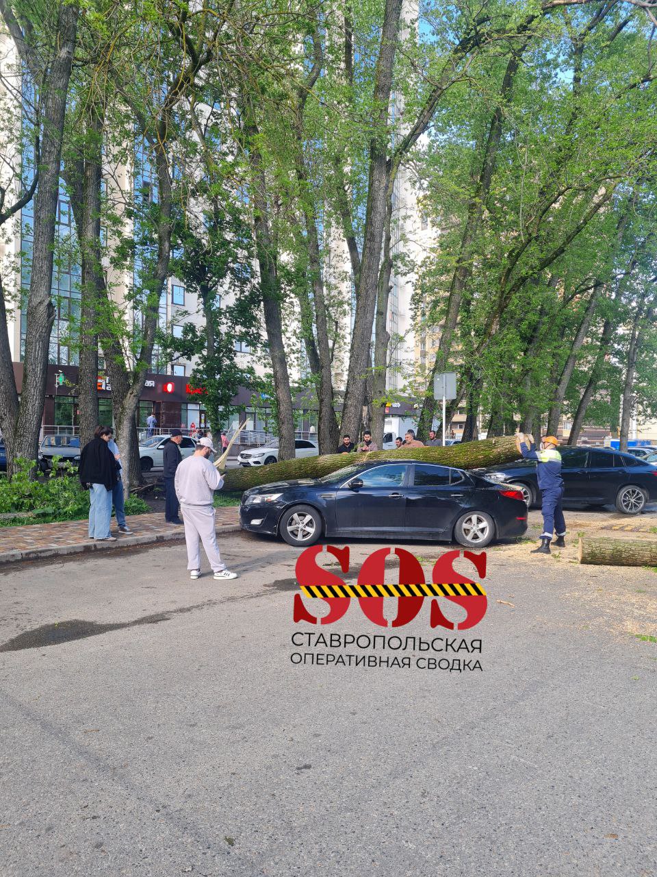 УПАЛО ДЕРЕВО В Ставрополе на улице Соборной ветер уронил дерево на машину. В этот момент в салоне никого не было. На месте уже работают сотрудники МЧС. Проезд по дороге полностью заблокирован.