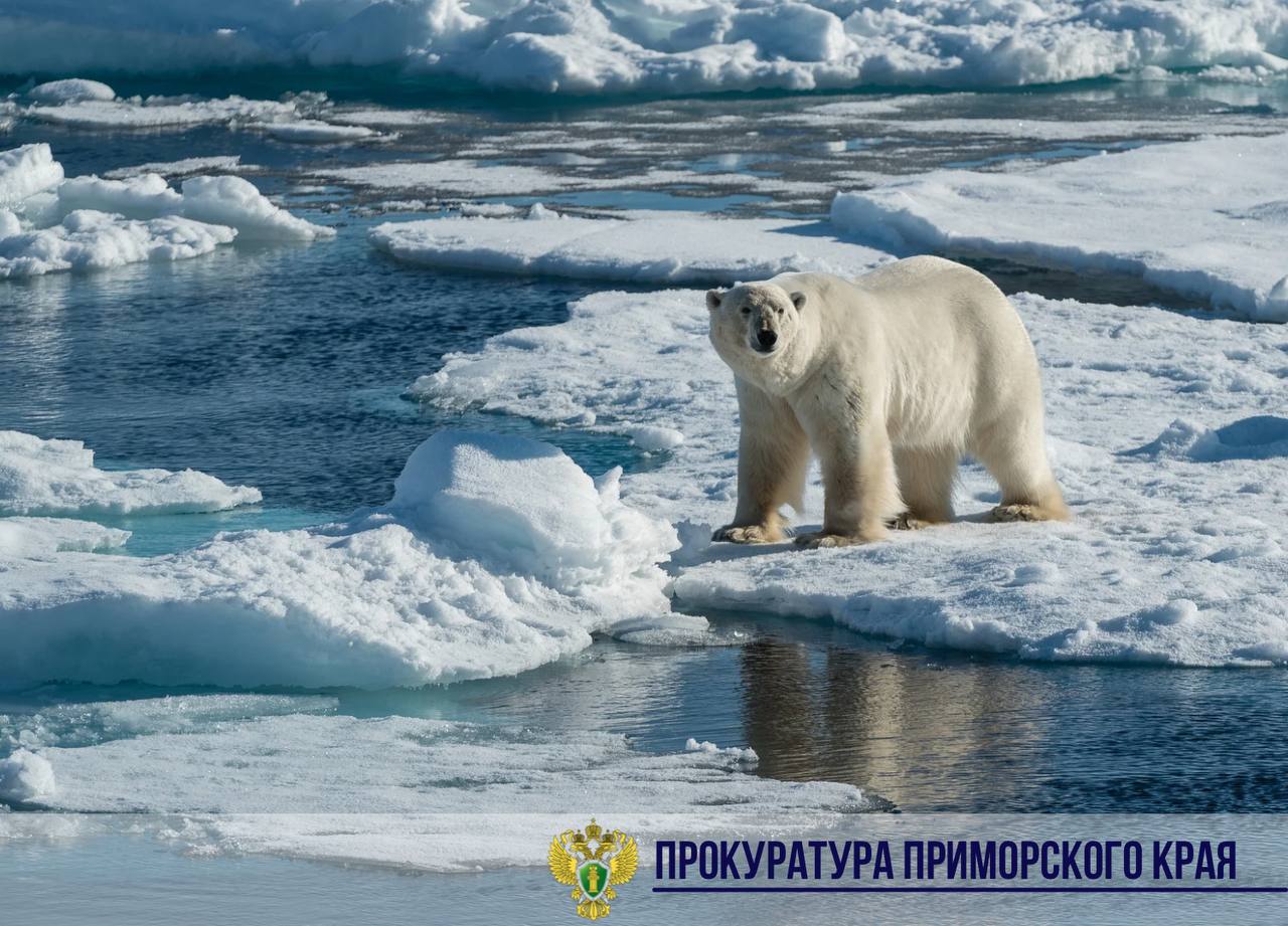 В суд направлено уголовное дело о незаконном обороте шкуры белого медведя  Прокурор Советского района г. Владивостока утвердил обвинительное заключение в отношении двух женщин. Они обвиняются по ч. 3 ст. 258.1 УК РФ  незаконные приобретение, перевозка, хранение, продажа частей особо ценных диких животных, принадлежащих к видам, занесенным в Красную книгу Российской Федерации и охраняемым международными договорами Российской Федерации, совершенные группой лиц по предварительному сговору .  В ходе предварительного  следствия установлено, что в период с декабря 2023 года по январь 2024 года жительница г. Владивостока незаконно приобрела шкуру белого медведя, после чего вступила в сговор со знакомой с целью её дальнейшей перепродажи.   Однако покупатель действовал в рамках Федерального закона «Об оперативно-розыскной деятельности», деньги оказались муляжом, а злоумышленницы задержаны на месте преступления сотрудниками УФСБ России по Приморскому краю.  Шкура медведя изъята из незаконного оборота.  Уголовное дело направлено в Советский районный суд города Владивостока для рассмотрения по существу.  Женщинам грозит от 5 до 8 лет лишения свободы.