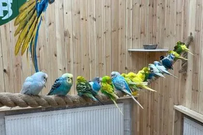 Экзотические попугаи вернулись в зоопарк в Кудрово Более 30 птиц разместились в вольерах ещё две остаются под наблюдением ветеринаров после инцидента в зоопарке на днях неизвестные распылили на территории парка отравляющий газ В результате атаки погибли несколько десятков экзотических попугаев газом надышались две сотрудницы заведения им потребовалась помощь медиков После дезинфекции угрозу удалось устранить Органы возбудили уголовное дело В зоопарке планируют восстановить коллекцию и установить специальную систему очистки воздуха Подписывайтесь на наш канал в МАХ agregiruem