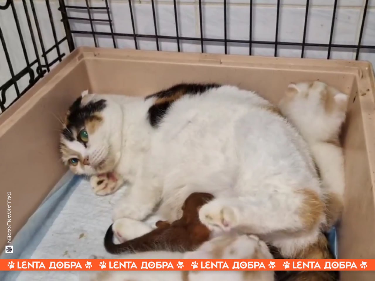 Кошка стала приёмной мамой для крошечного бельчонка.  В Челябинский приют «Спаси меня» обратились неравнодушные жители Озёрска и попросили взять под опеку осиротевшего бельчонка. Но никто не ожидал, что малыш найдёт там настоящую семью — маму и братьев.  Бельчонка усыновила кошка Горошинка. Ей десять лет, она мама со стажем, поэтому приняла необычного детёныша как своего — кормит его, защищает, вылизывает и греет. Сотрудники приюта докармливают бельчонка козьим молоком и возвращают новоиспечённой маме — чтобы не волновалась.    настоящей материнской любви, для которой нет границ