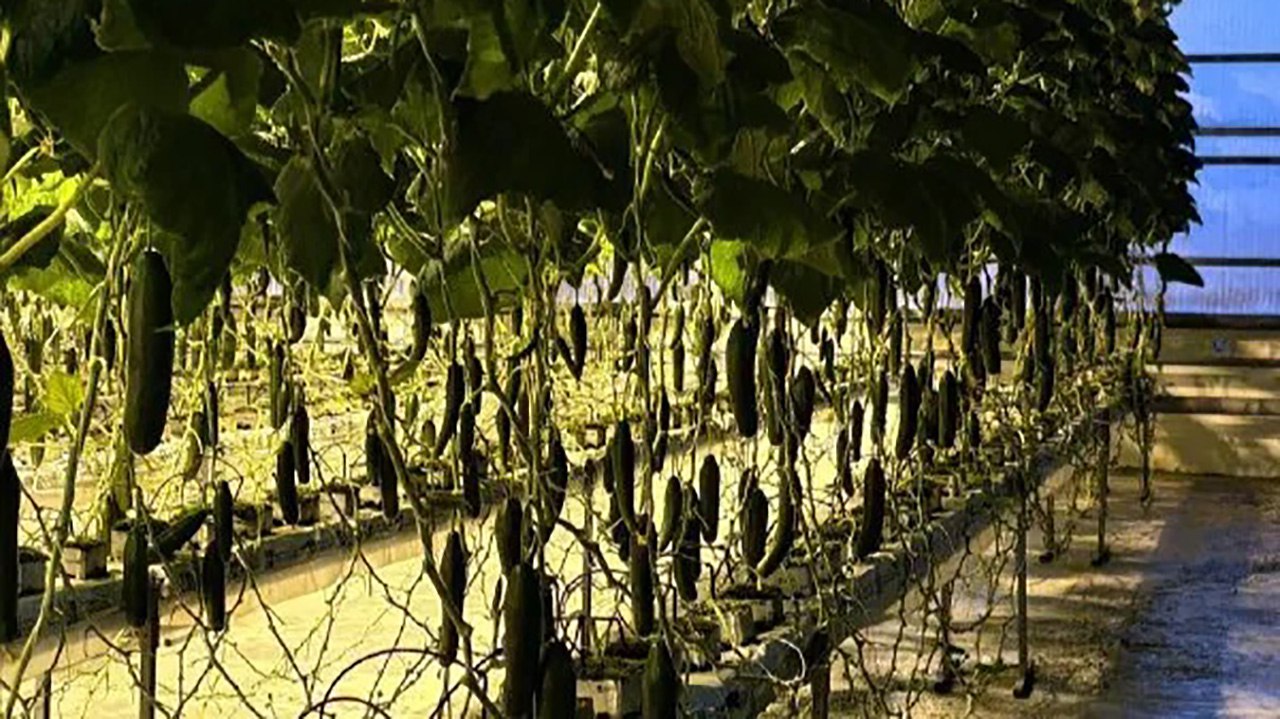 Круглогодичный тепличный комплекс ввели в Немюгюнском наслеге Якутии Подробнее по ссылке на нашем сайте gtrksakha ru       Подписаться