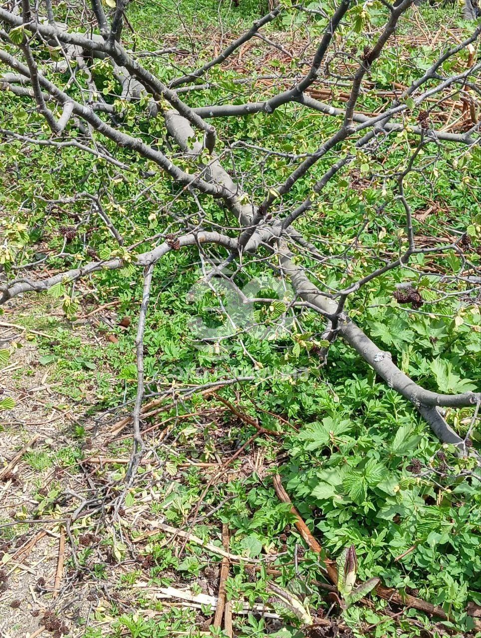 В Большой Елани ради благоустройства набережной вырубают деревья — жители просят это остановить Инициативная группа жителей района Большой Елани Южно-Сахалинска просит остановить вырубку деревьев, которая началась из-за благоустройства набережной реки Еланьки. И дело не только в эстетическом виде территории. Ивы, берёзы, орешники и лиственницы, по словам жителей, много лет растут в этом районе и являются частью природной экосистемы, которая защищает реку от половодья — много лет в Большой Елани нет наводнений. Зелёный массив вблизи жилых домов — это «зелёные лёгкие» города, приводят аргументы в защиту деревьев жители. Вчера одна из жительниц Большой Елани опубликовала видео с вырубкой деревьев и обращением людей с просьбой её остановить в чате телеграм-канала мэра Сергея Надсадина. Сегодня южносахалинка получила ответ от пресс-службы администрации города. — Действительно, на берегу реки Еланьки стартовали работы по благоустройству набережной. Сейчас специалисты проверяют информацию по вашим сигналам, — сказали там. А как считаете вы: стоит пожертвовать частью деревьев ради новой и красивой набережной? Эхо Сахалина. По сути о событиях на островах.