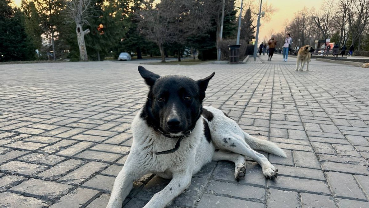 В Самаре возбуждено уголовное дело о ненадлежащем отлове бездомных собак  Громкий сигнал из соцсетей дошёл до Москвы: после жалобы жительницы Самары во «ВКонтакте» Следственный комитет России возбудил уголовное дело по факту ненадлежащего отлова безнадзорных собак в одном из городских районов. Инцидент получил широкий общественный резонанс, и теперь делом заинтересовался лично председатель СК РФ Александр Бастрыкин.  По словам местной жительницы, мужчина устроил площадку для подкорма бездомных собак прямо у жилых домов. Животные, по её словам, регулярно проявляют агрессию к прохожим, в том числе к детям. Однако обращения в инстанции — как устные, так и письменные — не дали результата.  Реакция последовала оперативно: Следственное управление СК России по Самарской области возбудило уголовное дело. Основанием стали доводы, изложенные в публичных комментариях.  Председатель СК РФ Александр Бастрыкин поручил руководителю СУ СК по Самарской области Павлу Олейнику представить подробный доклад о ходе расследования. В документе должны быть отражены как предварительные, так и окончательные результаты. Расследование поставлено на особый контроль в центральном аппарате ведомства.    : ГТРК Самара