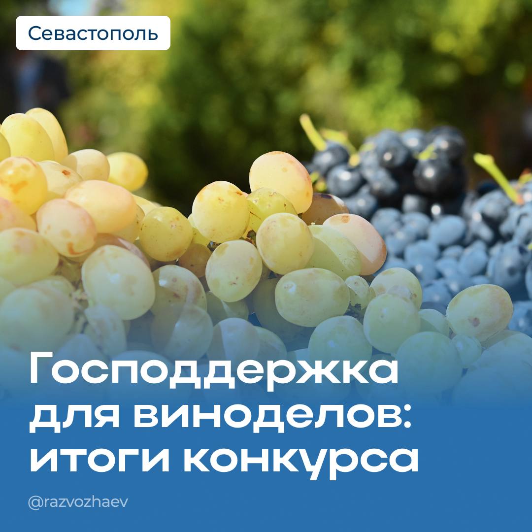 В Департаменте сельского хозяйства подвели итоги конкурса по предоставлению господдержки для винодельческих предприятий Севастополя. В этом году на развитие отрасли мы выделили более 700 миллионов рублей. На сегодня 22 городских сельхозпредприятия уже получили финансовую поддержку в размере более 500 миллионов. Благодаря региональной программе субсидирования только в текущем году был заложен 191 гектар новых виноградников, закуплено более 83 единиц винодельческого оборудования и 11 единиц сельскохозяйственной техники. Сейчас по итогу конкурсного отбора пять предприятий получат финансовую поддержку на общую сумму 47 миллионов рублей. Это предприятия «Родное вино», «Золотая Балка», «Винные терруары Севастополя», «Артвин» и «Баррик». Благодаря выделенным средствам севастопольские виноградари смогут возместить часть затрат на развитие своего хозяйства: закладку виноградников, закупку отечественных саженцев, закупку и обновление производственного оборудования. Сегодня на аппаратном совещании Правительства Севастополя поручил расширить направление государственной поддержки не только на развитие технических сортов винограда, но и на выращивание столовых сортов, чтобы сделать их доступными для людей.