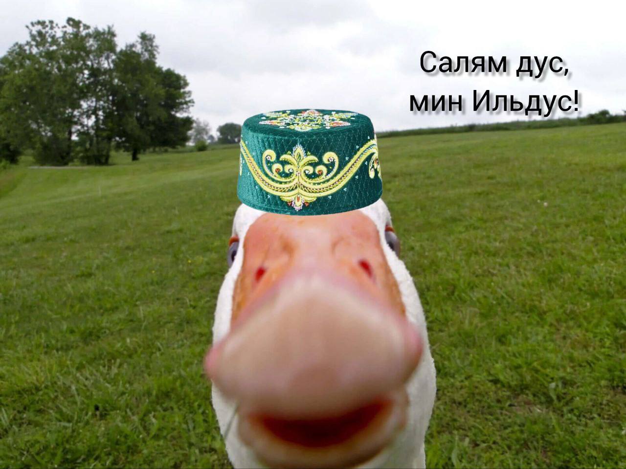 Татарстан займется выведением собственной породы гусей Инициатива озвученная Рустамом Миннихановым потребует серьезных вложений и времени как заявил глава Муслюмовского района Альберт Хузин Участники инвестиционного часа от АИР РТ сошлись во мнении что без поддержки государства здесь не обойтись Подписаться КазанДА