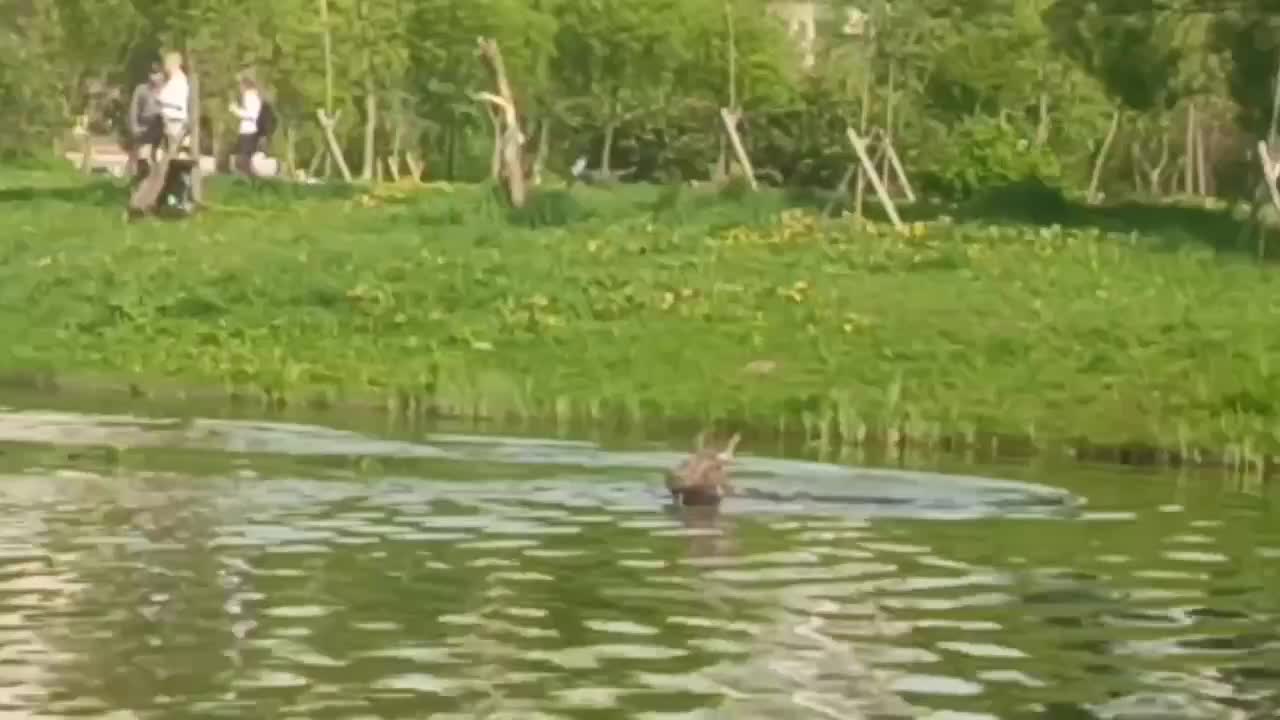Лось наслаждается купанием в пруду Приморского района
