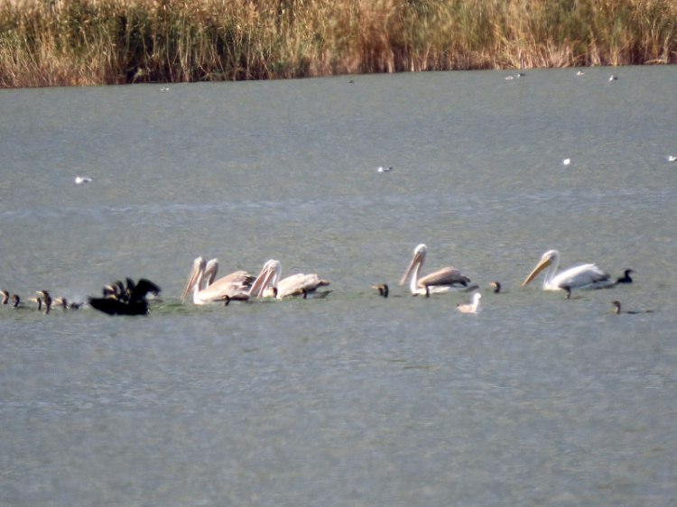 Рядом с Волжским обосновались краснокнижные пеликаны В Волгоградской области в 2025 году орнитологи нашли новые места обитания кудрявого пеликана Как рассказали Волжский ру в комитете природных ресурсов лесного хозяйства и экологии вид внесён в Красную книгу России и Волгоградской области и раньше встречался только на Сарпинских озёрах и природно техногенных водоёмах АО Каустик В сентябре прошлого года специалисты увидели группу пеликанов 3 взрослых и 5 молодых на Большом Лимане рядом с Волжским Весной сотрудники природного парка Щербаковский наблюдали 3 пеликанов около устья Терновского залива и берега Волгоградского водохранилища в Камышинском районе С 2021 по 2025 год кудрявый пеликан иногда встречался на водоемах в природном парке Волго Ахтубинская пойма Подробнее на Волжский ру www volzsky ru index php wx 16 wx2 82489 ВолжскийРу волжский vlz